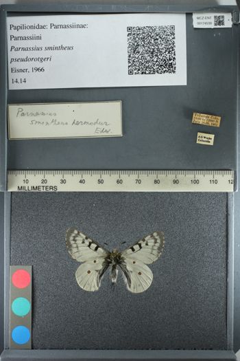 Media type: image;   Entomology 174539